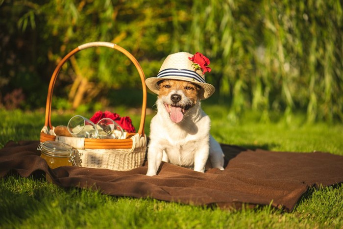 帽子をかぶってピクニックを楽しむ犬