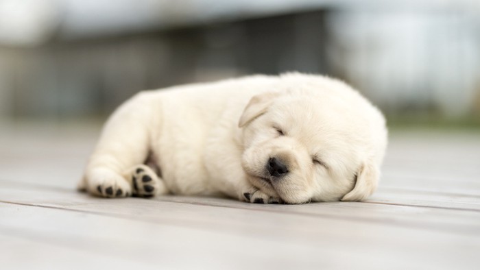 ぐっすりと眠る白い子犬
