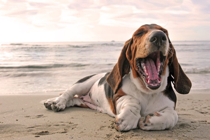 砂浜であくびをする犬