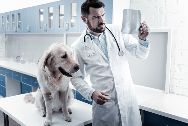 レントゲン写真を見ている獣医と犬
