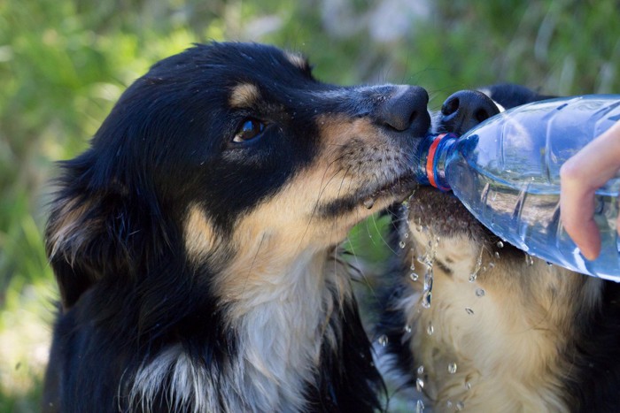 水分補給中の犬