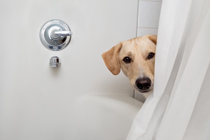 シャワーカーテンから覗く犬