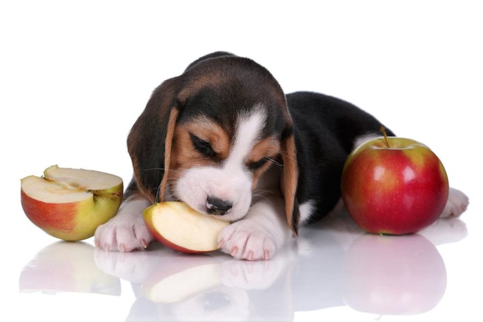 りんごを食べているビーグルの子犬