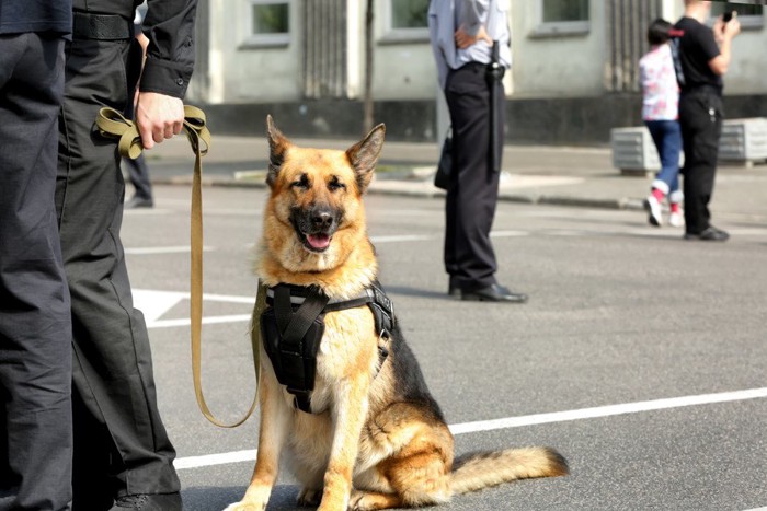 警察犬のジャーマンシェパード