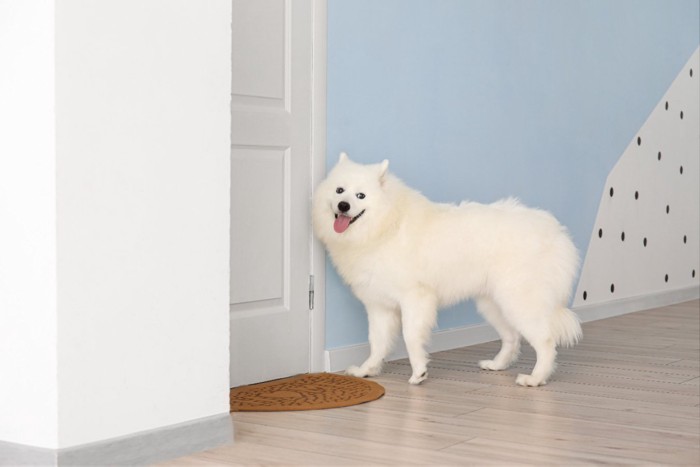ドアの前で待つ犬
