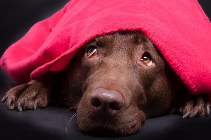 赤い布を被る犬