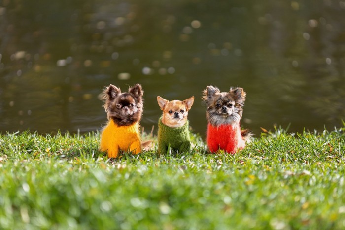 洋服を着た3匹の犬