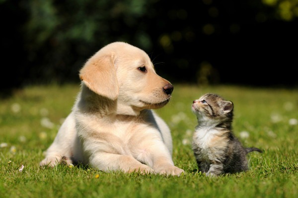 見つめ合う犬と猫