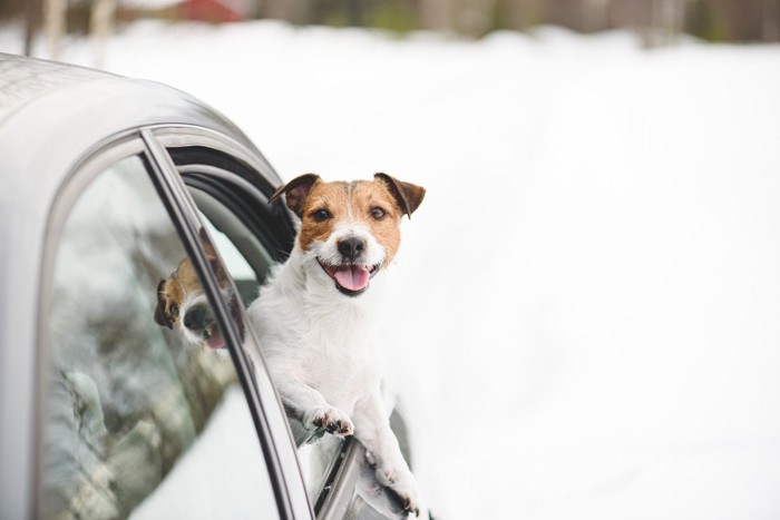 雪道の車窓から顔をだす犬