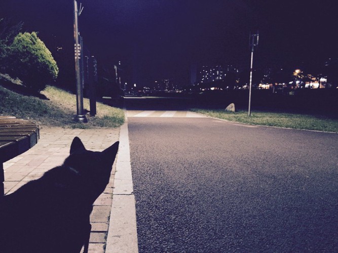 夜のお散歩、左端に黒い犬