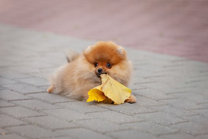 落ち葉をくわえている子犬