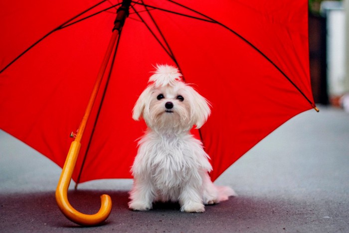 傘の中に座る犬