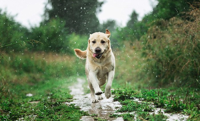雨の中を走るレトリーバー