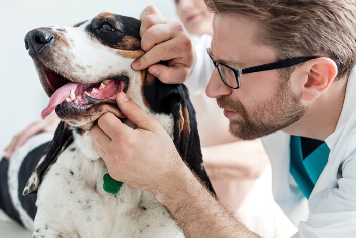 犬の歯を診察する獣医