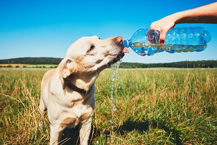 日差しの中でペットボトルから水を飲む犬