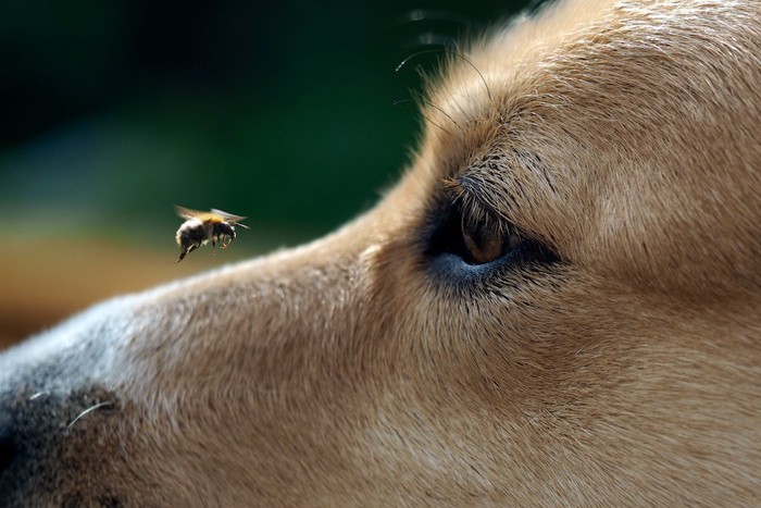 犬の顔の前に迫る蜂