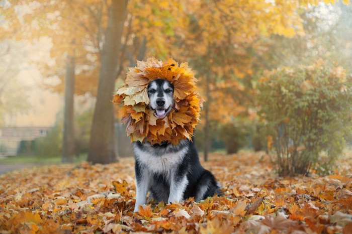 顔の周りに枯れ葉の輪をつけた犬