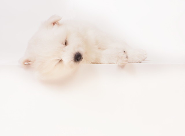 眠っている日本スピッツの子犬