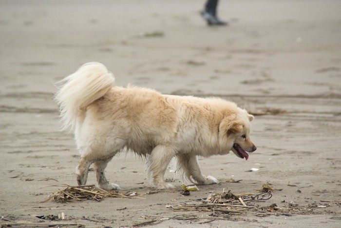 浜辺を歩く白い犬