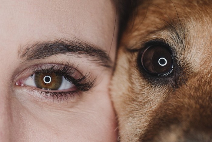 女性の目と犬の目のクローズアップ