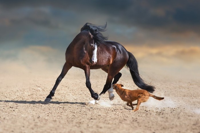 一緒に走る馬と犬