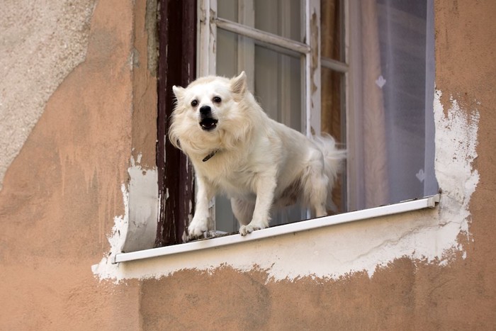 開いている窓から外に向かって吠えている白い犬