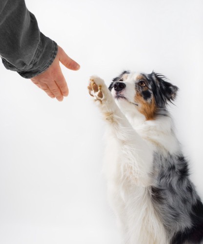 飼い主と手を上げる犬