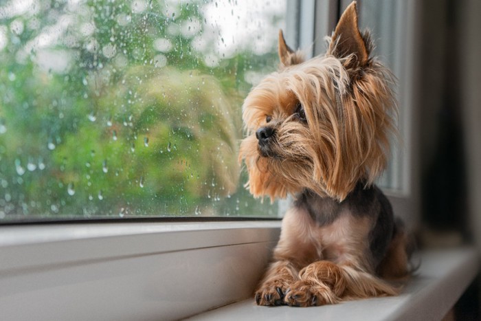 窓際で雨模様の見る犬