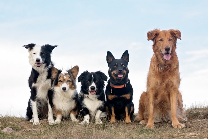 5頭の色々な姿の犬