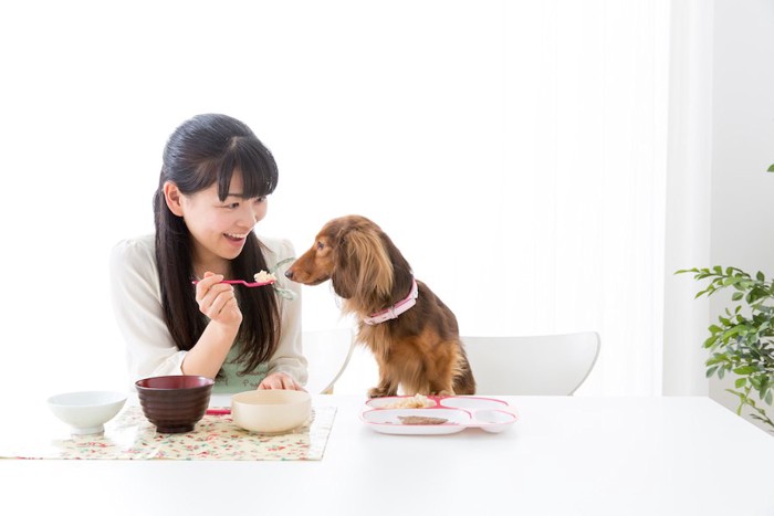 席に座って犬に食事を与える女性