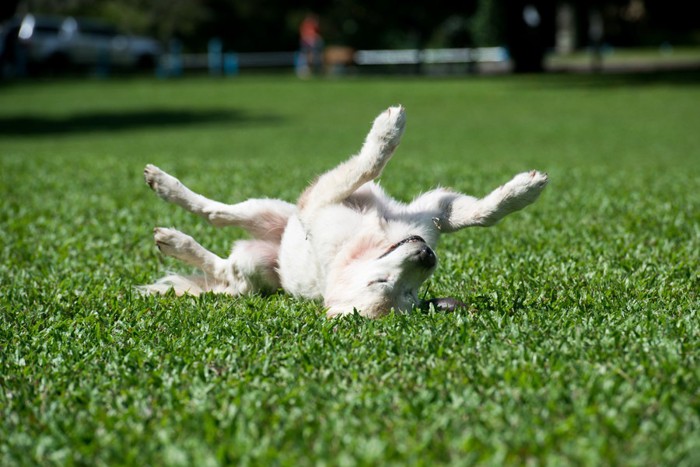 芝生で寝転ぶ犬