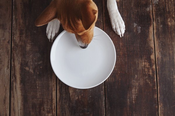 空のお皿と犬