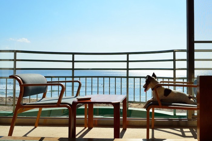 海辺のホテルの椅子に座っている犬