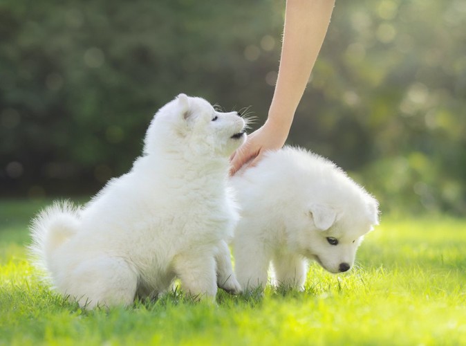 二頭の白い子犬と背中を撫でる人の手