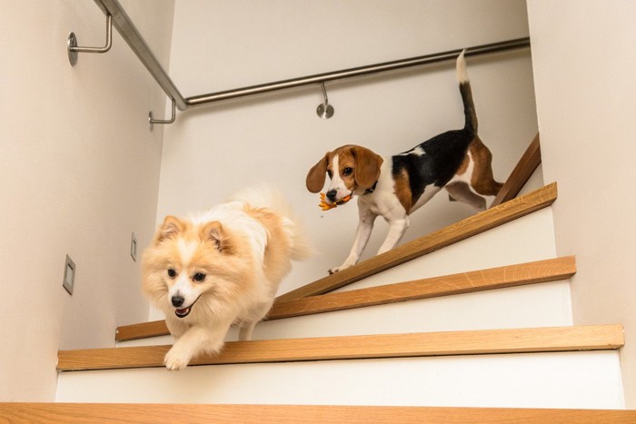 階段を駆け下りる犬2匹