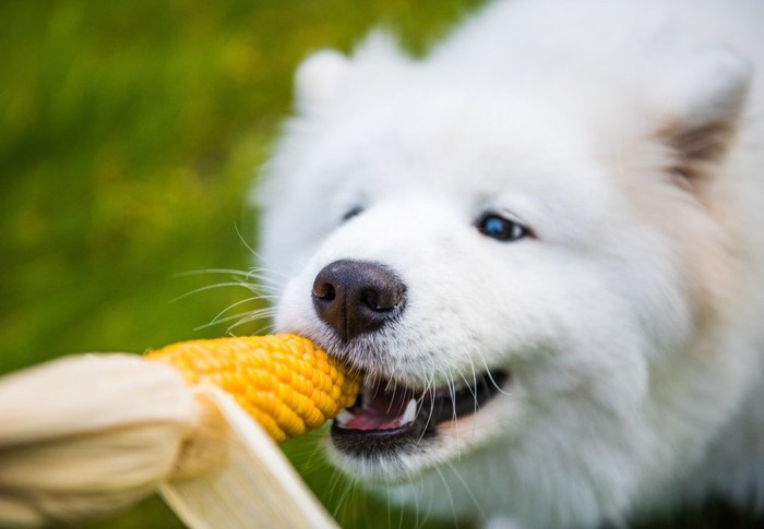 トウモロコシを食べる犬