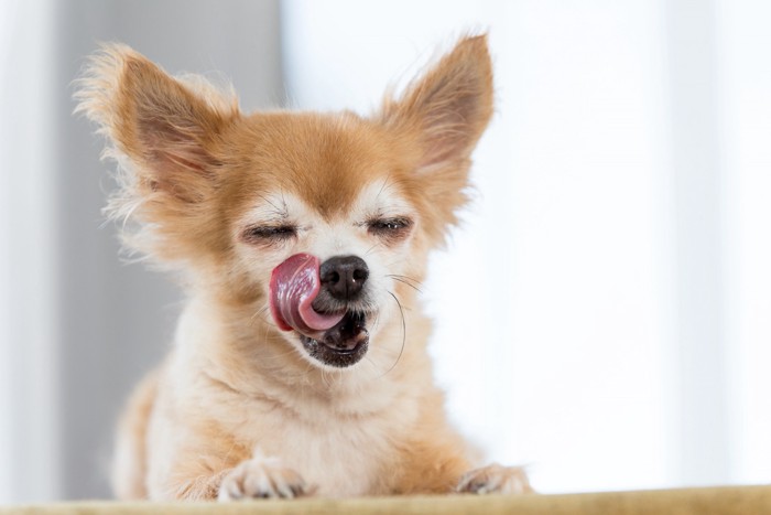 舌なめずりしている犬
