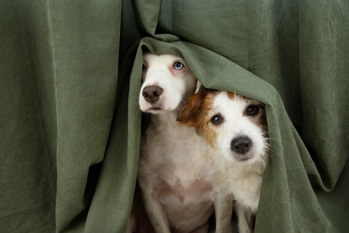 カーテンに隠れる2匹の犬