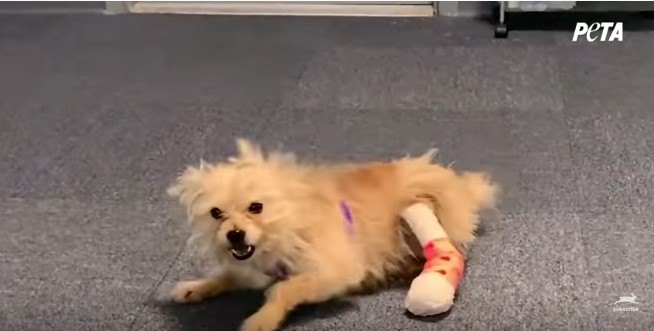 床で暴れる犬