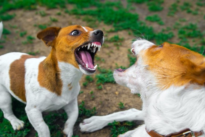 歯をむいて威嚇し合う二匹の犬