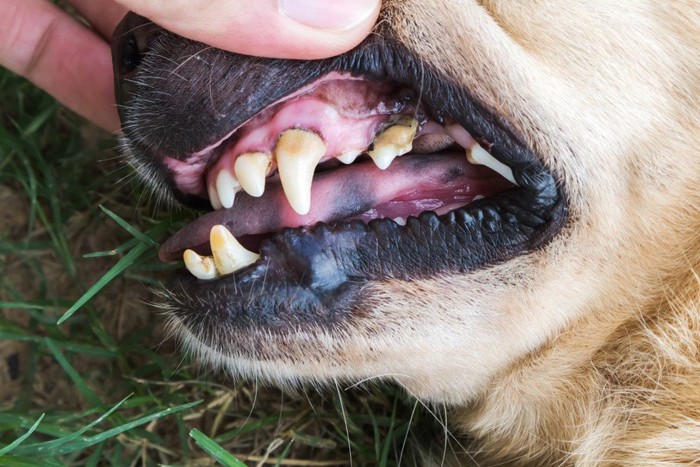歯石のついた犬の歯