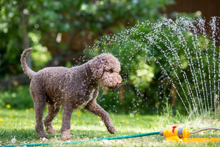 水を浴びている犬