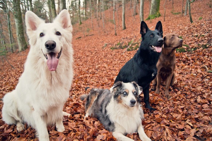 落ち葉と4頭の犬