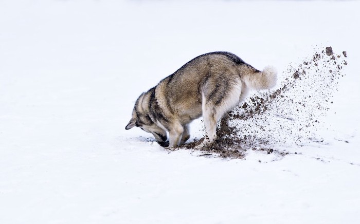 地面に激しく穴を掘る犬