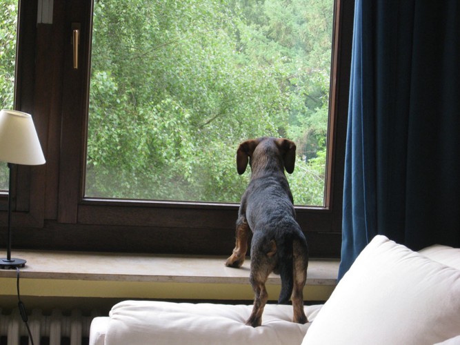 窓の外を見る犬