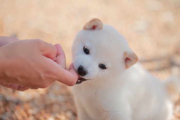 飼い主の指を甘噛みする子犬