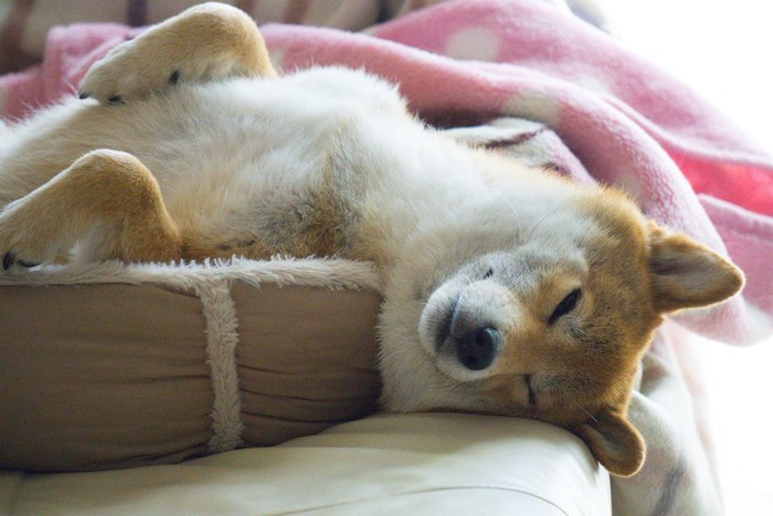 ベッドから頭が出たまま眠っている柴犬