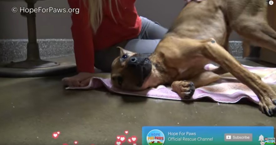 床のタオルに体をこすりつける犬