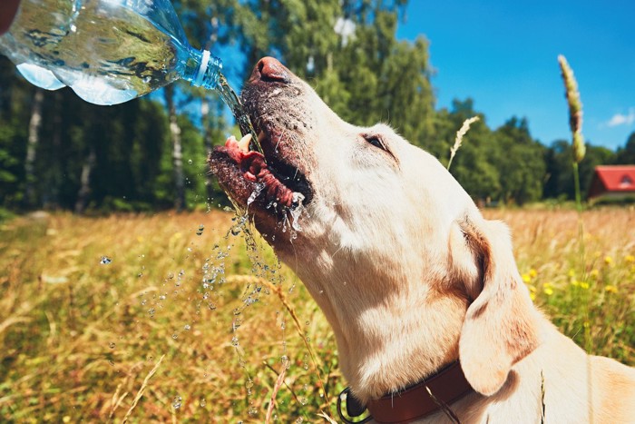 水をがぶ飲みする犬