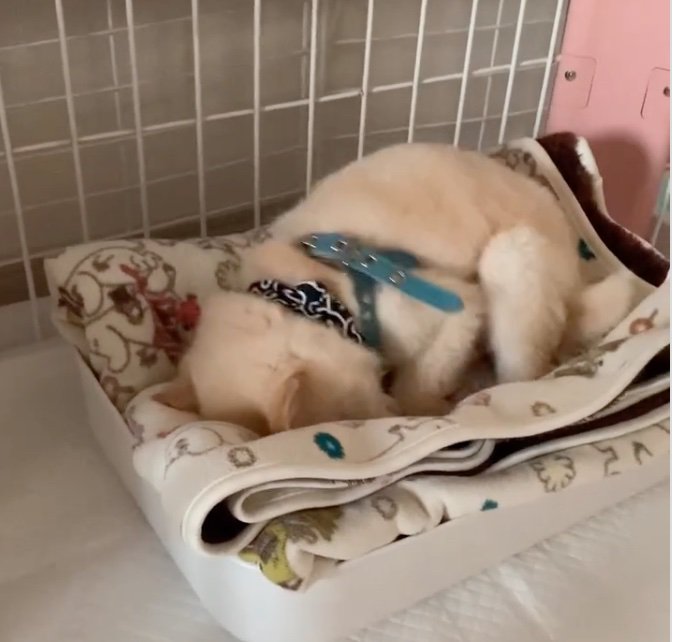 ベッドに寝転ぶ柴犬の子犬